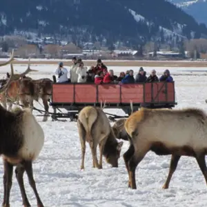 Explore Yellowstone & Grand Teton National Parks Winter Safari for 5 days with Best Single Travel and discover unforgettable experiences - Photo 9