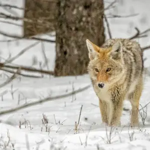 Explore Yellowstone & Grand Teton National Parks Winter Safari for 5 days with Best Single Travel and discover unforgettable experiences - Photo 10