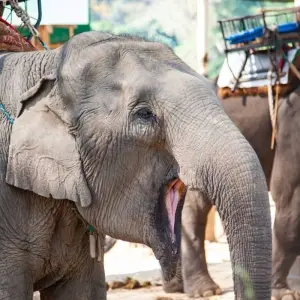 Explore A Glimpse of Thailand 1 Week for 7 days with BestPrice Travel and discover unforgettable experiences - Photo 3
