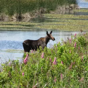 Explore Selkirk & Kootenay Bike Tour for 7 days with Bicycle Adventures and discover unforgettable experiences - Photo 2