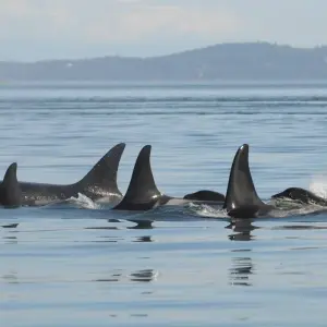 Explore San Juan Islands 6 Day Bike Tour for 6 days with Bicycle Adventures and discover unforgettable experiences - Photo 11