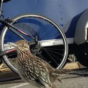 Explore Joshua Tree & Anza Borrego Bike Tour for 5 days with Bicycle Adventures and discover unforgettable experiences - Photo 8