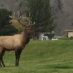 Explore 4 day Yellowstone and Tetons in depth tour from Salt Lake City Small Groups Tour for 4 days with Bindlestiff Tours and discover unforgettable experiences - Photo 5