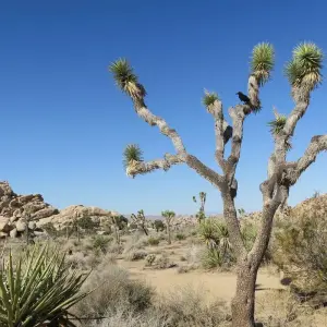 Explore Joshua Tree & Anza Borrego Bike Tour for 5 days with Bicycle Adventures and discover unforgettable experiences - Photo 9