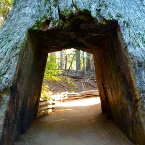Explore Yellowstone Rocky Mountain and California Desert 11 Day Explorer Camping and Lodging mix for 11 days with Bindlestiff Tours and discover unforgettable experiences - Photo 10