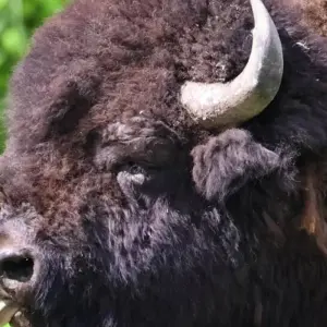 Explore Private- 5 Day- Yellowstone and Grand Teton National Park in Depth- Hotel Based for 5 days with Bindlestiff Tours and discover unforgettable experiences - Photo 2