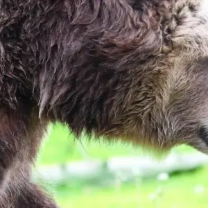 Explore Private- 5 Day- Yellowstone and Grand Teton National Park in Depth- Hotel Based for 5 days with Bindlestiff Tours and discover unforgettable experiences - Photo 3