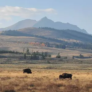 Explore Private- 5 Day- Yellowstone and Grand Teton National Park in Depth- Hotel Based for 5 days with Bindlestiff Tours and discover unforgettable experiences - Photo 7