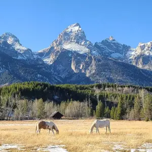 Explore Private- 5 Day- Yellowstone and Grand Teton National Park in Depth- Hotel Based for 5 days with Bindlestiff Tours and discover unforgettable experiences - Photo 10