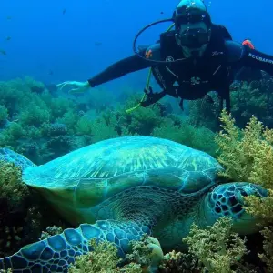 Explore Snorkeling by Boat to Ras Mohamed for 1 days with Booking To Egypt and discover unforgettable experiences - Photo 7