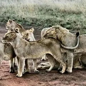 Explore TANZANIA – Kilimanjaro with Safari & Zanzibar for 16 days with Bucket List Group Travel LLC and discover unforgettable experiences - Photo 4