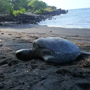 Explore USA – Hawaii Big Island Volcanoes & Beaches for 5 days with Bucket List Group Travel LLC and discover unforgettable experiences - Photo 3