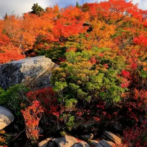 Explore USA – 5 Days Blue Ridge Parkway to Great Smoky Mountains for 5 days with Bucket List Group Travel LLC and discover unforgettable experiences - Photo 6