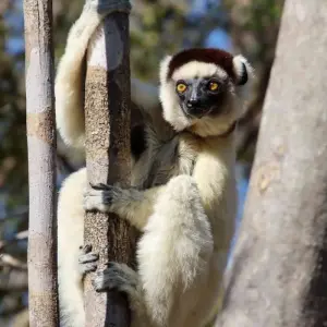 Explore Discover Madagascar for 13 days with Bunnik Tours and discover unforgettable experiences - Photo 2