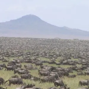 Explore 20 days Kenya flying luxury Safari with Mombasa Beach Tour 2025 for 20 days with CKC Tours & Travel and discover unforgettable experiences - Photo 2