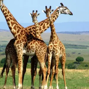 Explore 6 days Kenya and Tanzania medium range driving Safari 2025 for 6 days with CKC Tours & Travel and discover unforgettable experiences - Photo 2
