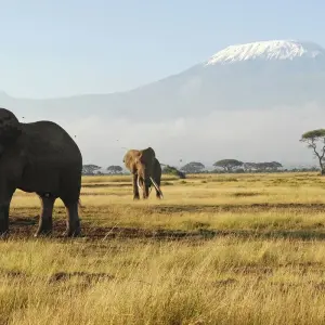Explore 9 days Kenya Shared vehicle medium range Safari 2025 for 9 days with CKC Tours & Travel and discover unforgettable experiences - Photo 4
