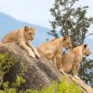 Explore 11 days Kenya Luxury driving Safari and Watamu Beach Tour 2025 for 11 days with CKC Tours & Travel and discover unforgettable experiences - Photo 3