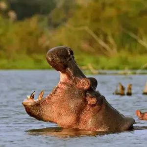Explore 9 days Kenya Shared vehicle medium range Safari 2025 for 9 days with CKC Tours & Travel and discover unforgettable experiences - Photo 5