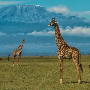 Explore 11 days Kenya Luxury driving Safari and Watamu Beach Tour 2025 for 11 days with CKC Tours & Travel and discover unforgettable experiences - Photo 4