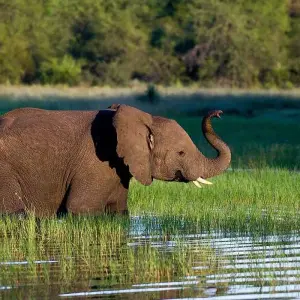 Explore 20 days Kenya flying luxury Safari with Mombasa Beach Tour 2025 for 20 days with CKC Tours & Travel and discover unforgettable experiences - Photo 6