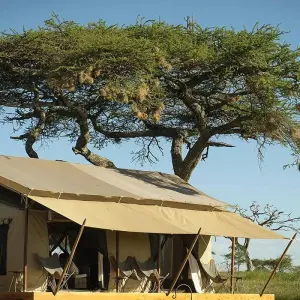 Explore 9 days Kenya and Tanzania High End Flying Safari Holiday 2025 for 9 days with CKC Tours & Travel and discover unforgettable experiences - Photo 5