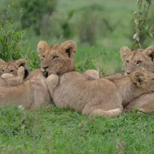 Explore 11 days Kenya Luxury driving Safari and Watamu Beach Tour 2025 for 11 days with CKC Tours & Travel and discover unforgettable experiences - Photo 6
