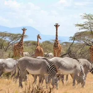 Explore 8 days Kenya Luxury Flying Safari Holiday for 8 days with CKC Tours & Travel and discover unforgettable experiences - Photo 4