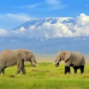 Explore 8 days Kenya Luxury Flying Safari Holiday for 8 days with CKC Tours & Travel and discover unforgettable experiences - Photo 5