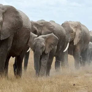 Explore 22 days Kenya mid range Safari with Diani Beach Tour 2025 for 21 days with CKC Tours & Travel and discover unforgettable experiences - Photo 6