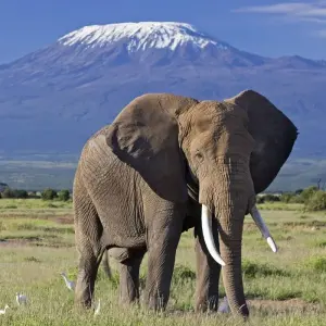Explore 22 days Kenya mid range Safari with Diani Beach Tour 2025 for 21 days with CKC Tours & Travel and discover unforgettable experiences - Photo 7