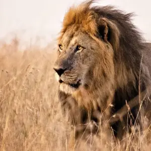 Explore 3 Days Kenya Masai Mara Medium Range Joining safari for 3 days with CKC Tours & Travel and discover unforgettable experiences - Photo 10