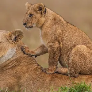 Explore 3 Days Kenya Masai Mara Medium Range Joining safari for 3 days with CKC Tours & Travel and discover unforgettable experiences - Photo 11
