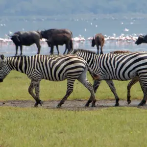 Explore 30 days Kenya Tanzania and Zanzibar Insight Holiday for 30 days with CKC Tours & Travel and discover unforgettable experiences - Photo 8