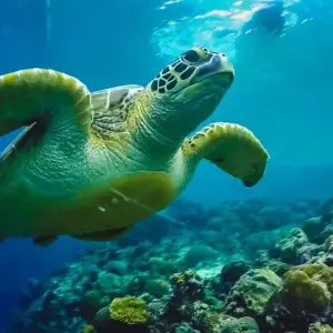 Explore 8 Days Cebu & Siargao: Ultimate Island Getaway for 8 days with CTPH TOUR and discover unforgettable experiences - Photo 3