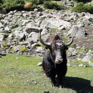 Explore Pamir Alay Mountains Trekking (15 days) for 15 days with Central Asia Travel LP  and discover unforgettable experiences - Photo 10
