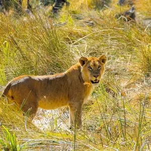 Explore Moremi Adventure for 14 days with Chamaeleon and discover unforgettable experiences - Photo 4