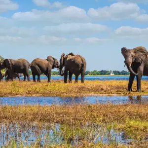 Explore Moremi Adventure for 14 days with Chamaeleon and discover unforgettable experiences - Photo 6