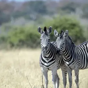 Explore Moremi Adventure for 14 days with Chamaeleon and discover unforgettable experiences - Photo 8