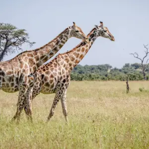 Explore Moremi Adventure for 14 days with Chamaeleon and discover unforgettable experiences - Photo 9
