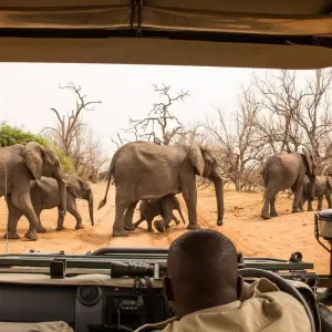 Explore Moremi Adventure for 14 days with Chamaeleon and discover unforgettable experiences - Photo 10