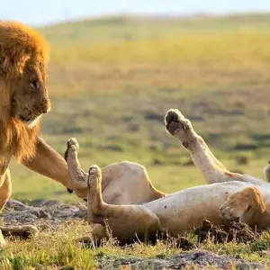 Explore Moremi Adventure for 14 days with Chamaeleon and discover unforgettable experiences - Photo 11