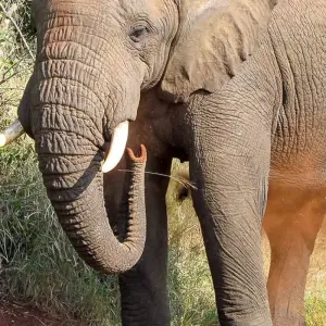 Explore Outeniqua Experience for 15 days with Chamaeleon and discover unforgettable experiences - Photo 2