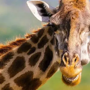 Explore Mara River Adventure - 14 days for 14 days with Chamaeleon and discover unforgettable experiences - Photo 3
