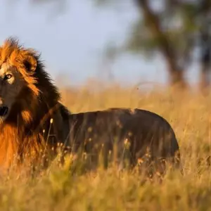 Explore Mara River Adventure - 14 days for 14 days with Chamaeleon and discover unforgettable experiences - Photo 4