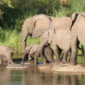 Explore Outeniqua Experience for 15 days with Chamaeleon and discover unforgettable experiences - Photo 7