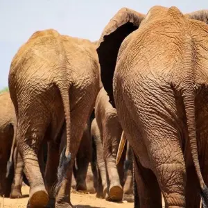 Explore Mara River Adventure - 14 days for 14 days with Chamaeleon and discover unforgettable experiences - Photo 5
