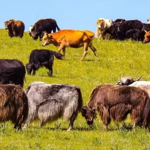 Explore Gobi Experience for 15 days with Chamaeleon and discover unforgettable experiences - Photo 5