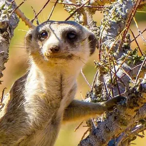 Explore Kalahari - 15 days Adventure for 15 days with Chamaeleon and discover unforgettable experiences - Photo 11