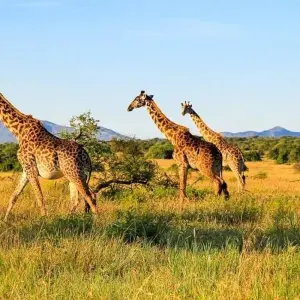 Explore Masai Mara Adventure for 15 days with Chamaeleon and discover unforgettable experiences - Photo 3